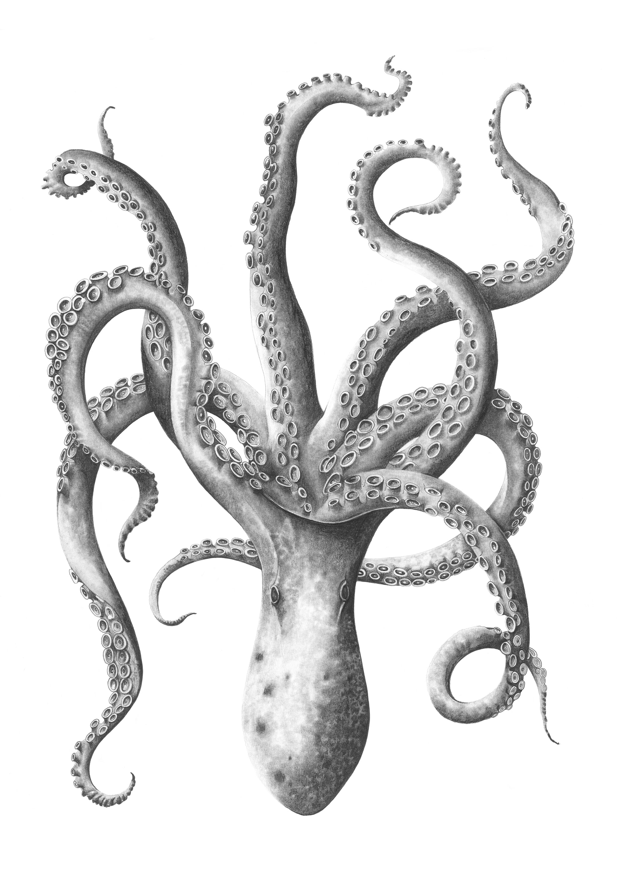 Octopus
