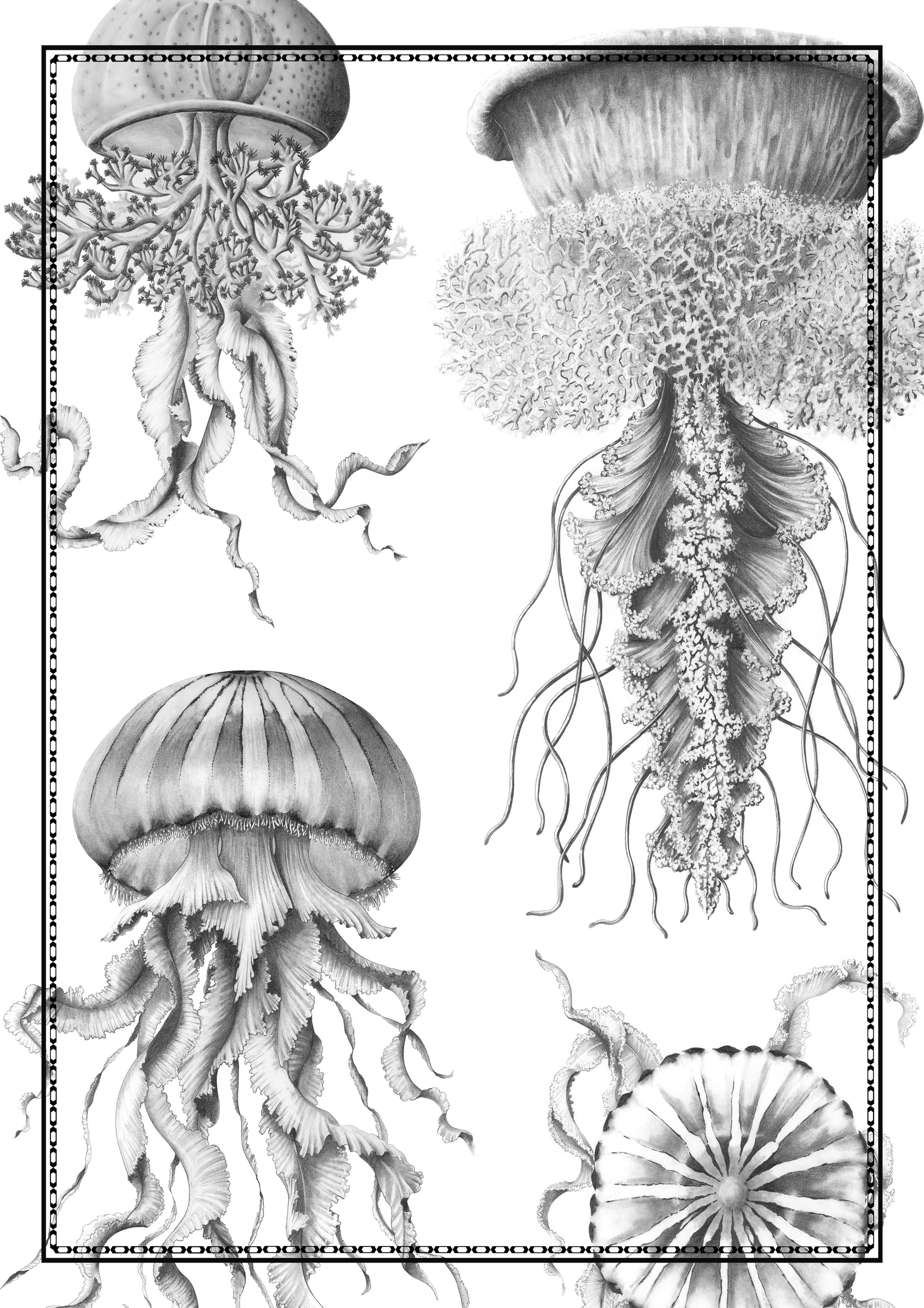 Planche de méduses