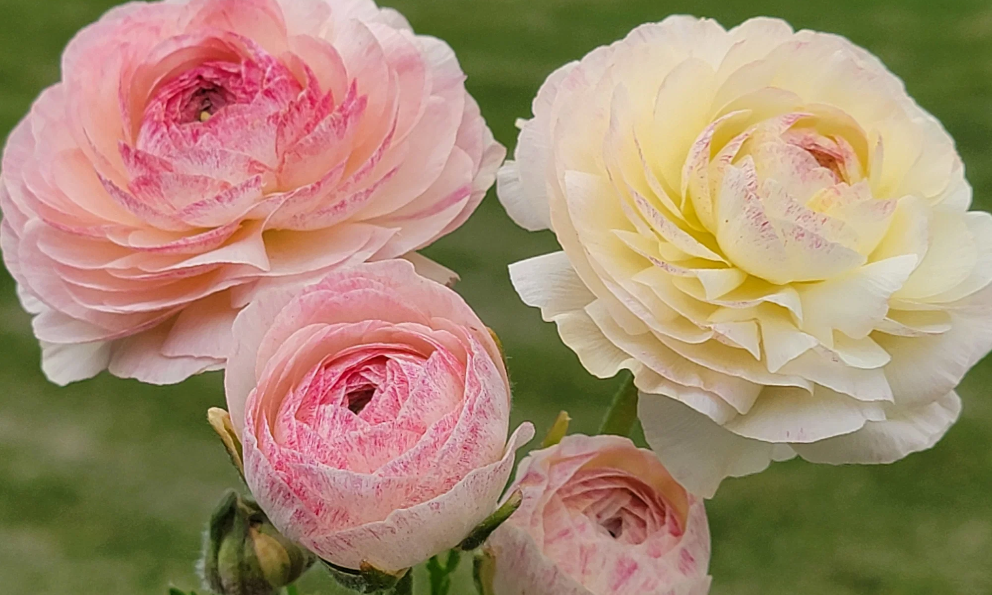Growing Ranunculus/Anemones
