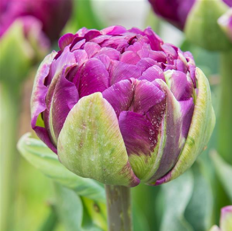 Tulip Bulbs - Monarch Gardens