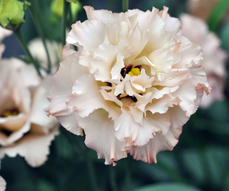 Lisianthus Voyage 2 Light Apricot (12 pelleted seeds) - Monarch Gardens