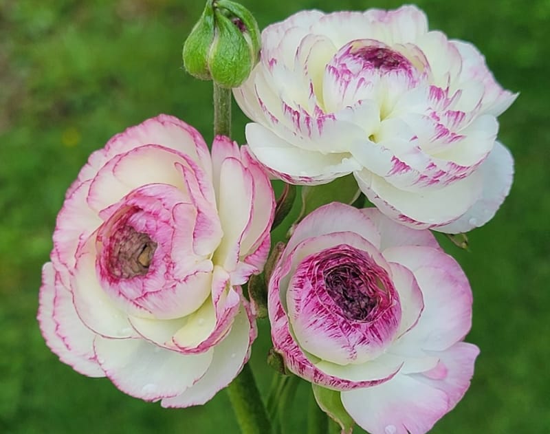 Champagne Ranunculus LaBelle Champagne Ranunculus (10 Large corms) - Monarch Gardens