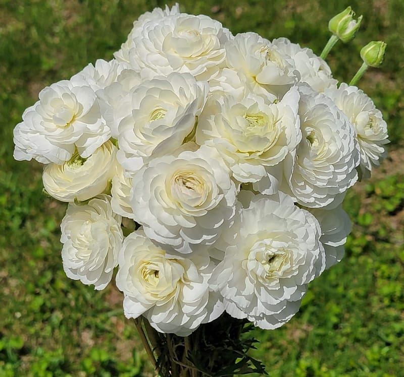 Champagne Ranunculus LaBelle Champagne Ranunculus (10 Large corms) - Monarch Gardens