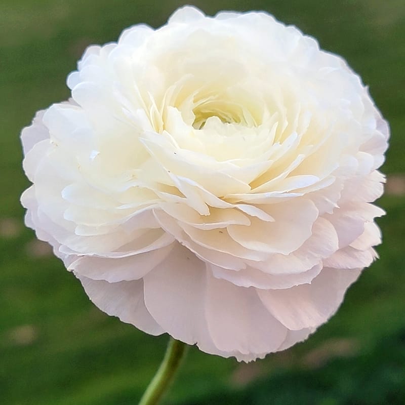 Monarch Ranunculus Amandine Ranunculus - Monarch Gardens