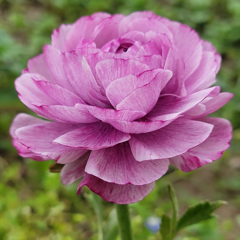 Monarch Ranunculus Amandine Ranunculus - Monarch Gardens