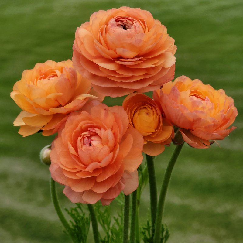 LaBelle Champagne Ranunculus (10 Large corms) - Monarch Gardens