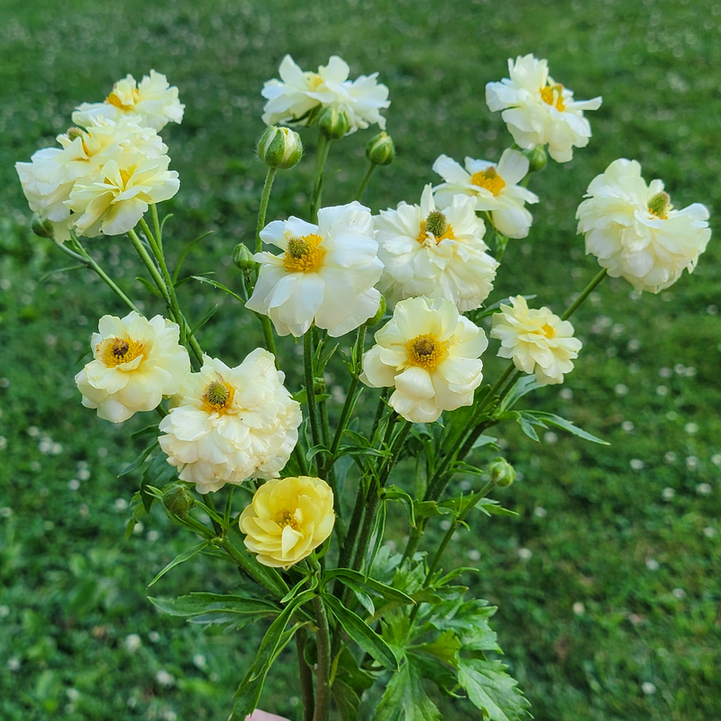 Monarch Ranunculus Romance & Butterfly Ranunculus - Monarch Gardens
