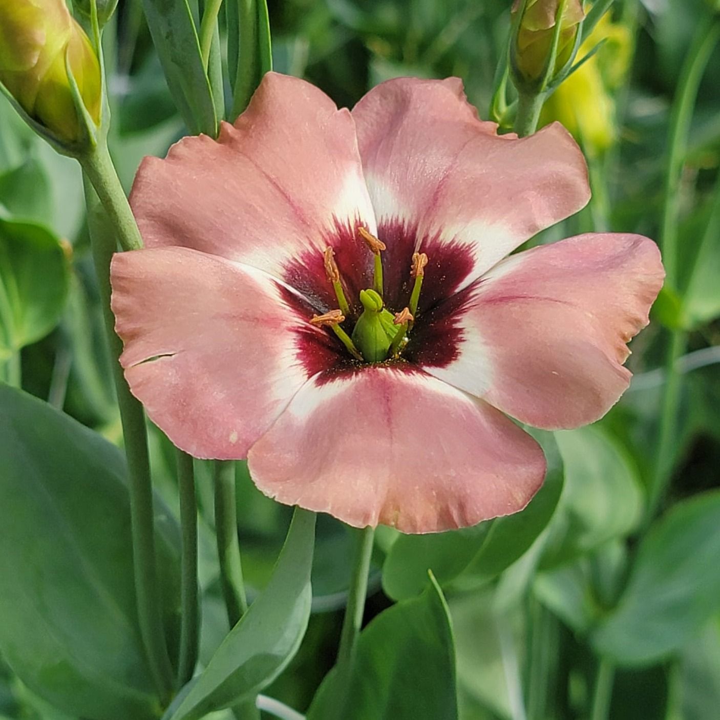 Lisianthus Pucchino 3 CHOCO - 10 pelleted seeds - Monarch Gardens
