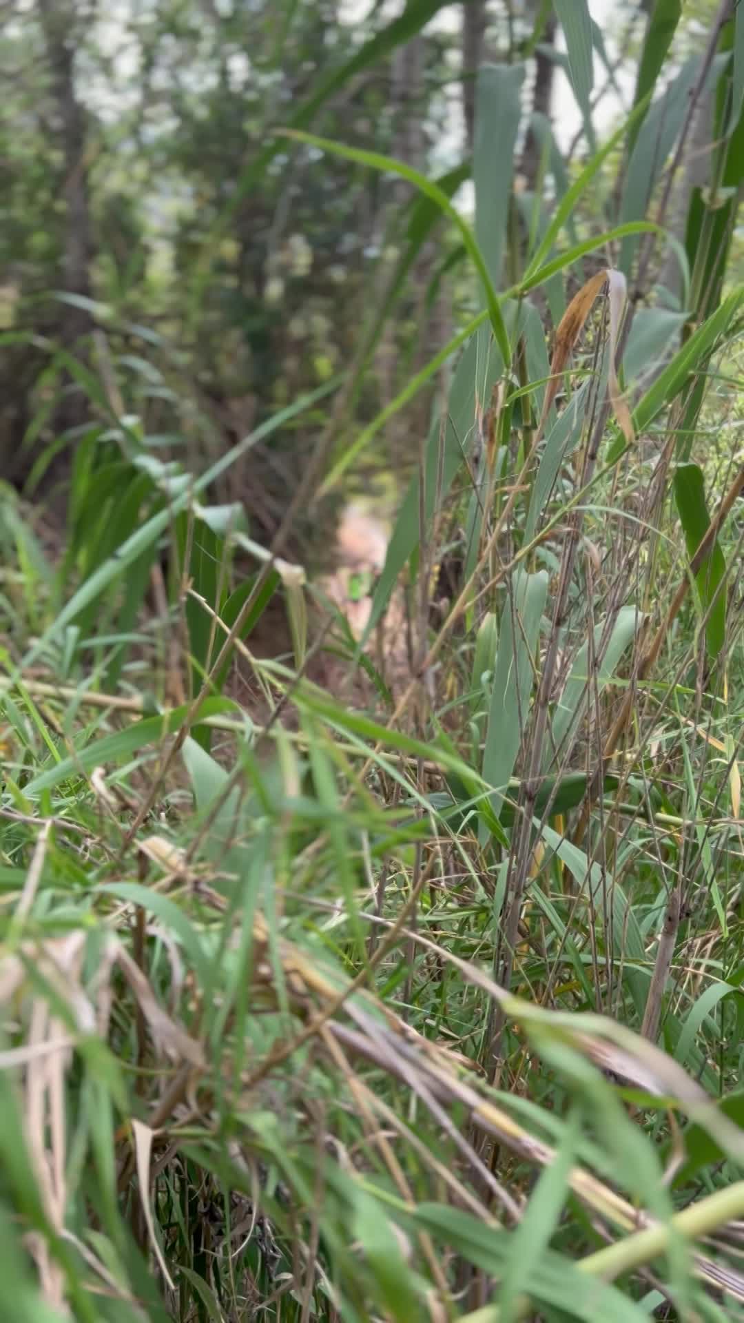 TECNIFICACIÓ FOOTBALLSTARS