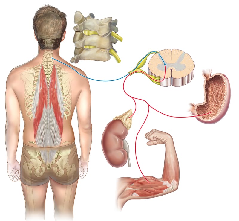 Forces de tension équilibrées