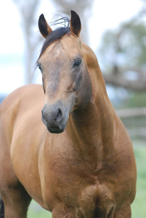 BONY MOUNTAIN FAMILY