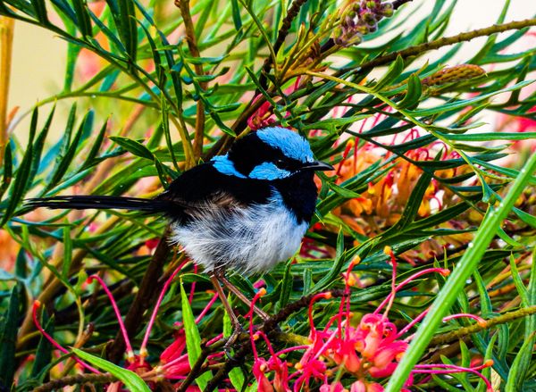 BONY MOUNTAIN FAMILY