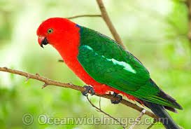 BONY MOUNTAIN FAMILY