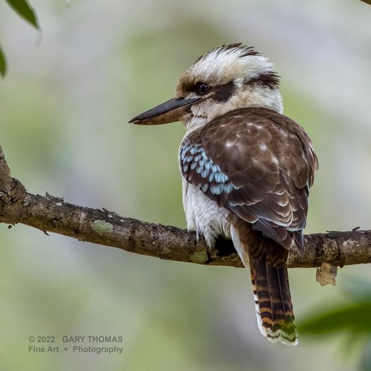 BONY MOUNTAIN FAMILY