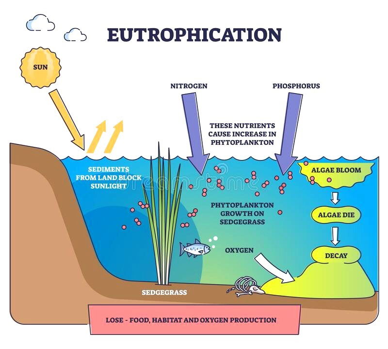 Eutrophication :