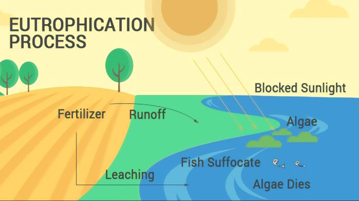 eutrophicaiton, causes of eutrophication, Eutrophication,  What is Eutrophication? , Causes of Eutrophication , Effects of Eutrophication , Types of Eutrophication , Algal Bloom , Eutrophication Prevention , Cultural Eutrophication vs. Natural Eutrophication , Eutrophication Examples , Eutrophication in Lakes , Eutrophication in USA, Canada, UK, Australia, India,