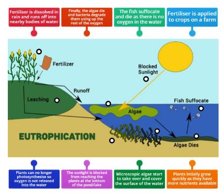 eutrophicaiton, causes of eutrophication, Eutrophication,  What is Eutrophication? , Causes of Eutrophication , Effects of Eutrophication , Types of Eutrophication , Algal Bloom , Eutrophication Prevention , Cultural Eutrophication vs. Natural Eutrophication , Eutrophication Examples , Eutrophication in Lakes , Eutrophication in USA, Canada, UK, Australia, India,