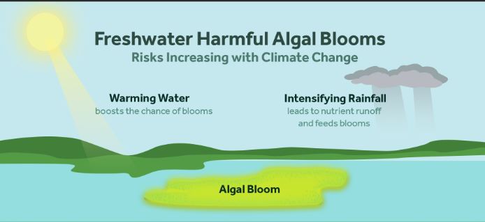 eutrophicaiton, causes of eutrophication, Eutrophication,  What is Eutrophication? , Causes of Eutrophication , Effects of Eutrophication , Types of Eutrophication , Algal Bloom , Eutrophication Prevention , Cultural Eutrophication vs. Natural Eutrophication , Eutrophication Examples , Eutrophication in Lakes , Eutrophication in USA, Canada, UK, Australia, India,