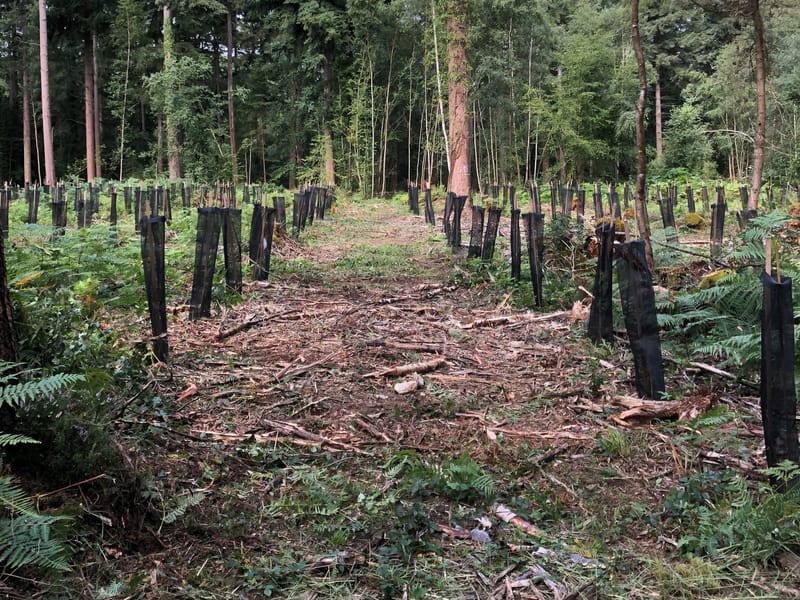 Travaux sylvicoles mécanisés