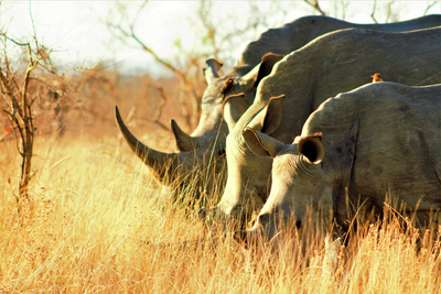 Kruger National Park