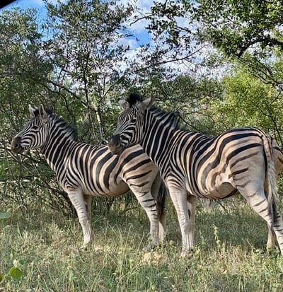 Sunrise and sunset drives