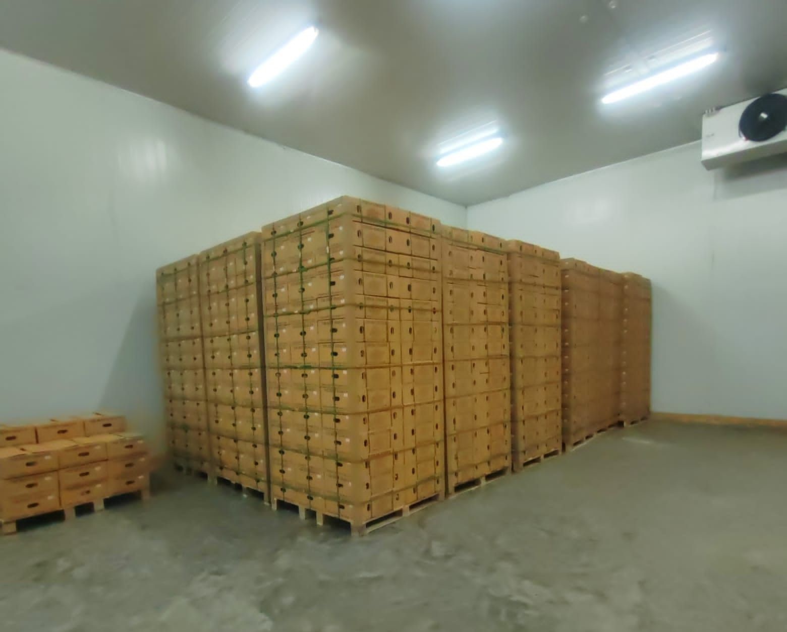Export Carton Cold Storage