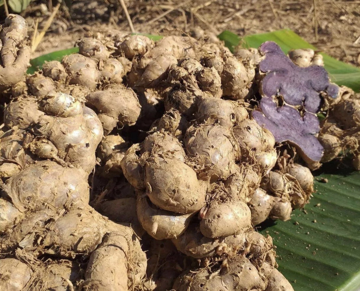 Fresh Black Ginger