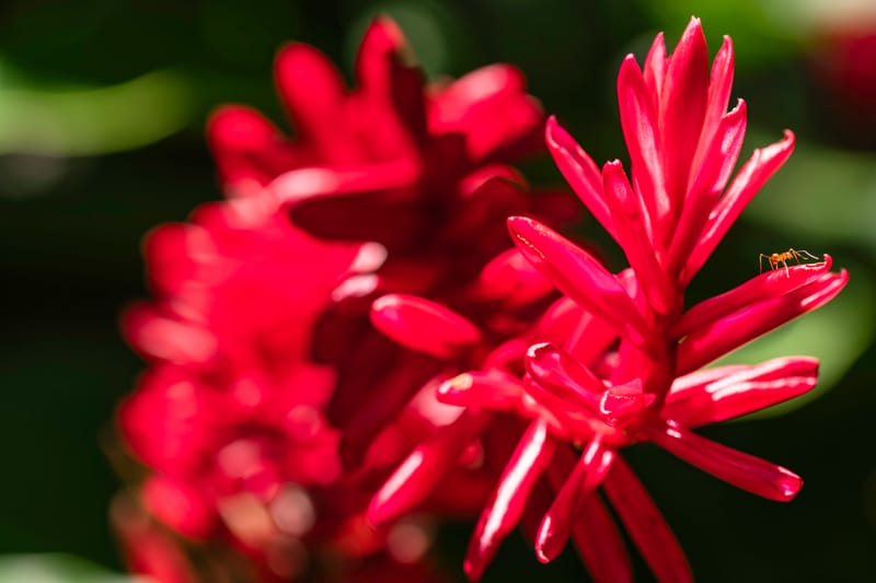 Exploring the Benefits and Uses of Fresh Ginger in Seychelles