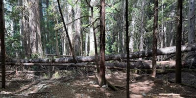 PCT 2025 Washington Section K / More Blowdowns, Overgrown & a Happy End  - Day 8