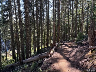 PCT 2025 Washington Section H / Trees + Trees = Forest - Day 24