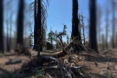 PCT 2025 California Section N / Halfway, Then Everything Changed - Day 62