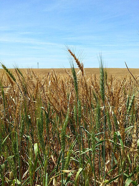 חיוב ה' מיני דגן בבכורים