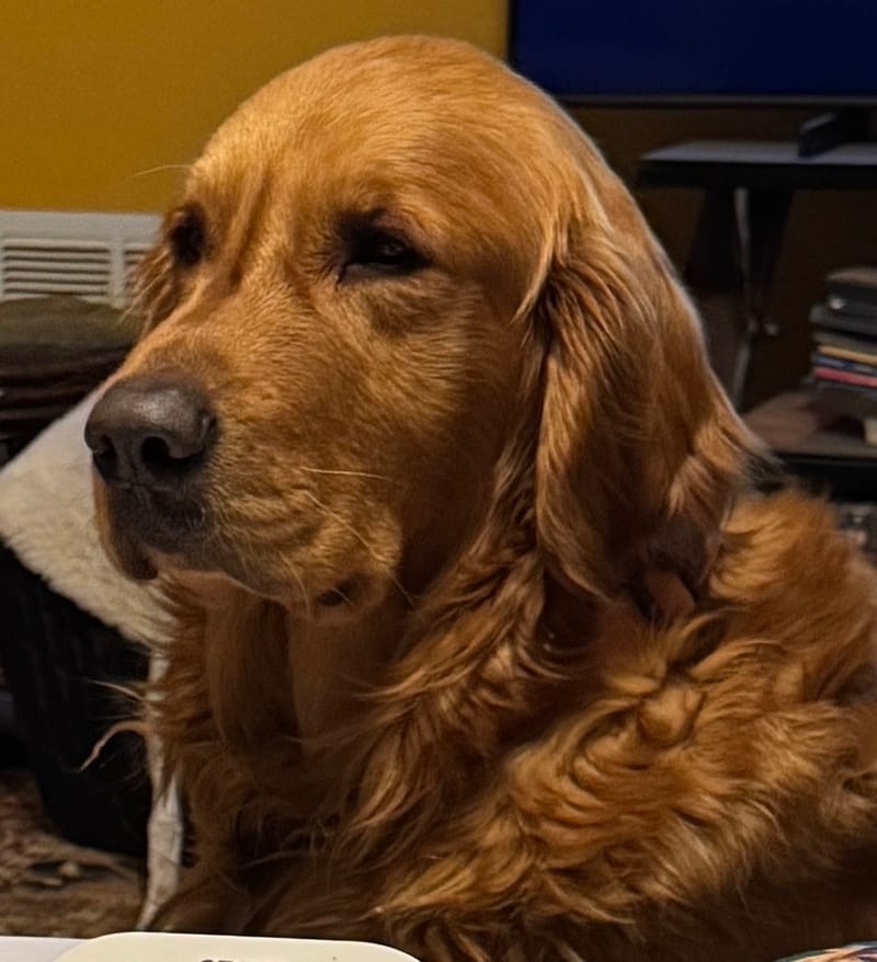 San Luis Obispo County (SLO County) Golden Retriever Breeder