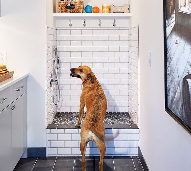 Mon chien et la douche