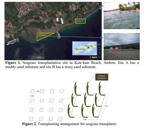 Transplantation of Enhalus acoroides on a sedimentary beach in Ambon Bay