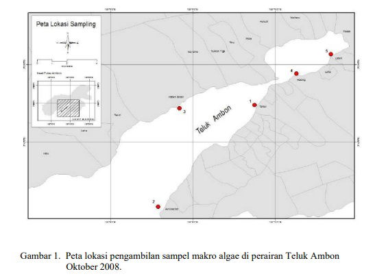 SEBARAN DAN KERAGAMAN KOMUNITAS MAKRO ALGAEDI PERAIRAN TELUK AMBONDISTRIBUTIONAND DIVERSITY OF MACRO ALGAE COMMUNITIESIN THE AMBON BAY