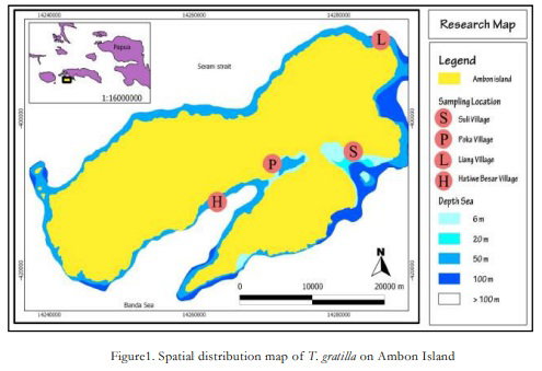 Spatial Distribution of Tripneustes gratilla on Ambon Island