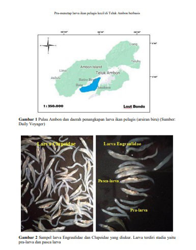 Pra-menetap larva ikan pelagis kecil di Teluk Ambon berbasis distribusi panjang[Pre-settlement small pelagic larvae in Ambon Bay based on length distribution]