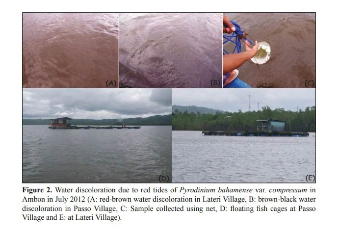 RECENT BLOOMING OF PYRODINIUM BAHAMENSE VAR. COMPRESSUM IN AMBON BAY, EASTERN INDONESIA