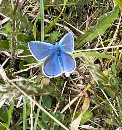 Common Blue butterfly male