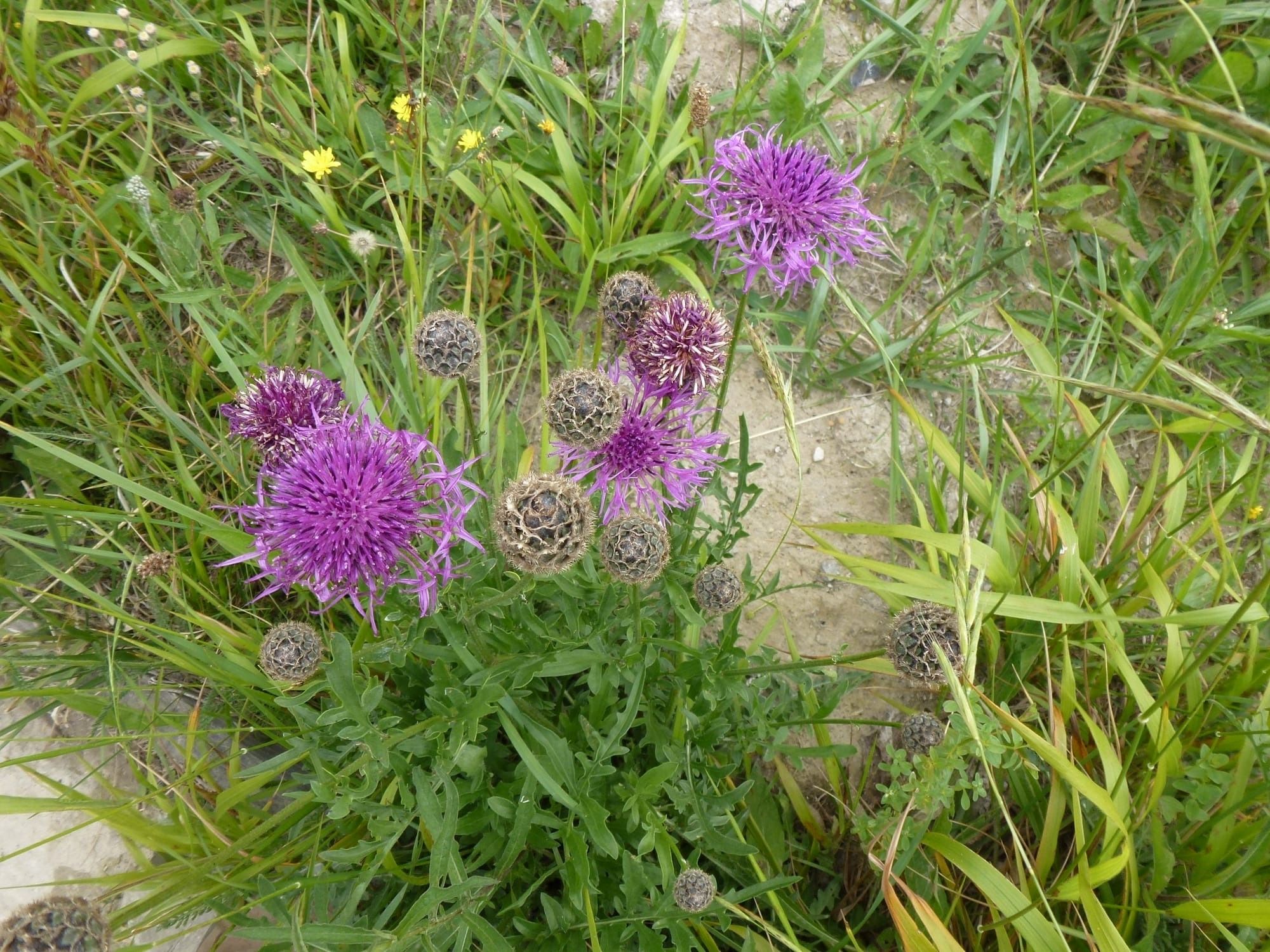 Greater Knapweed