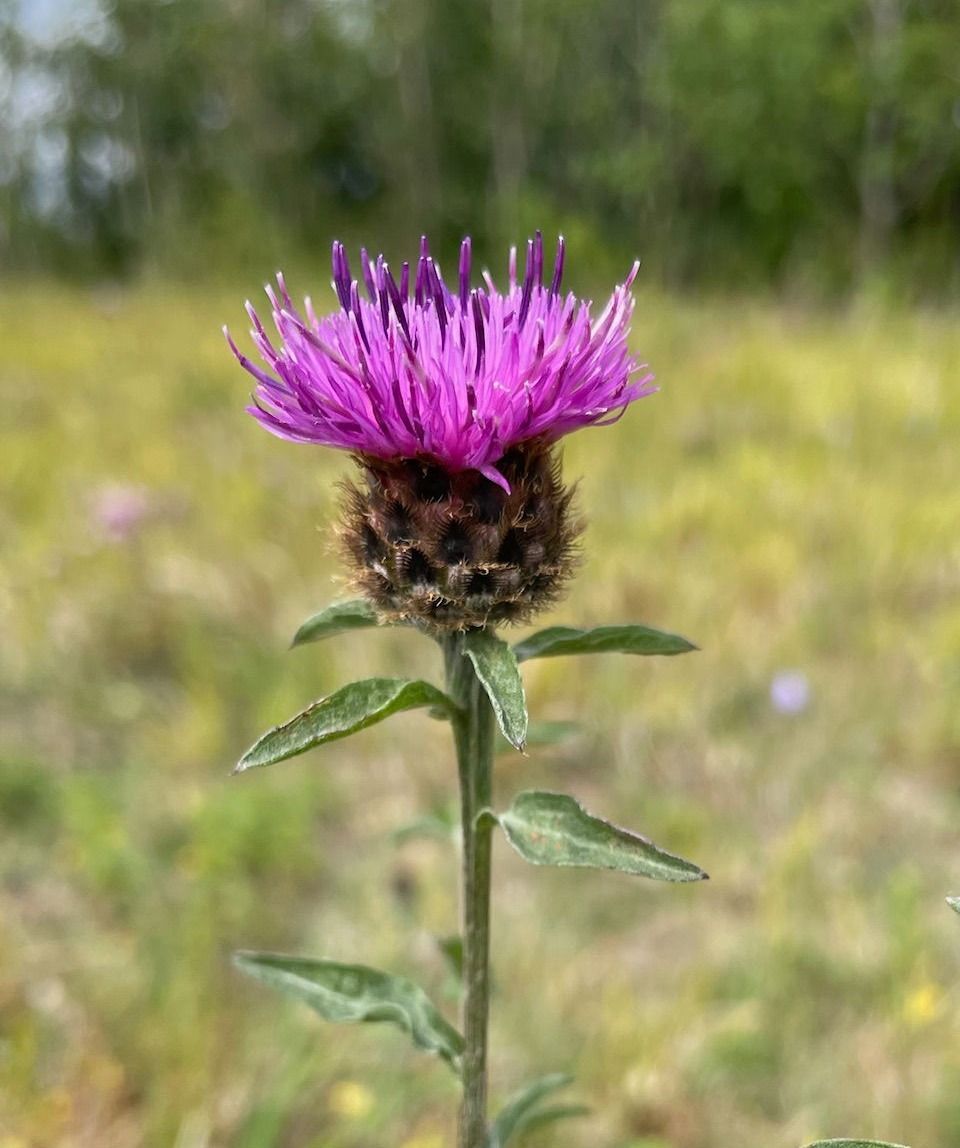 Common Knapweed