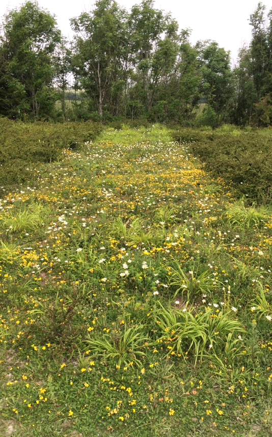 June 2021 - Cleared area with re-seeded Bird’s-foot Trefoil and Ox-eye Daisies in bloom