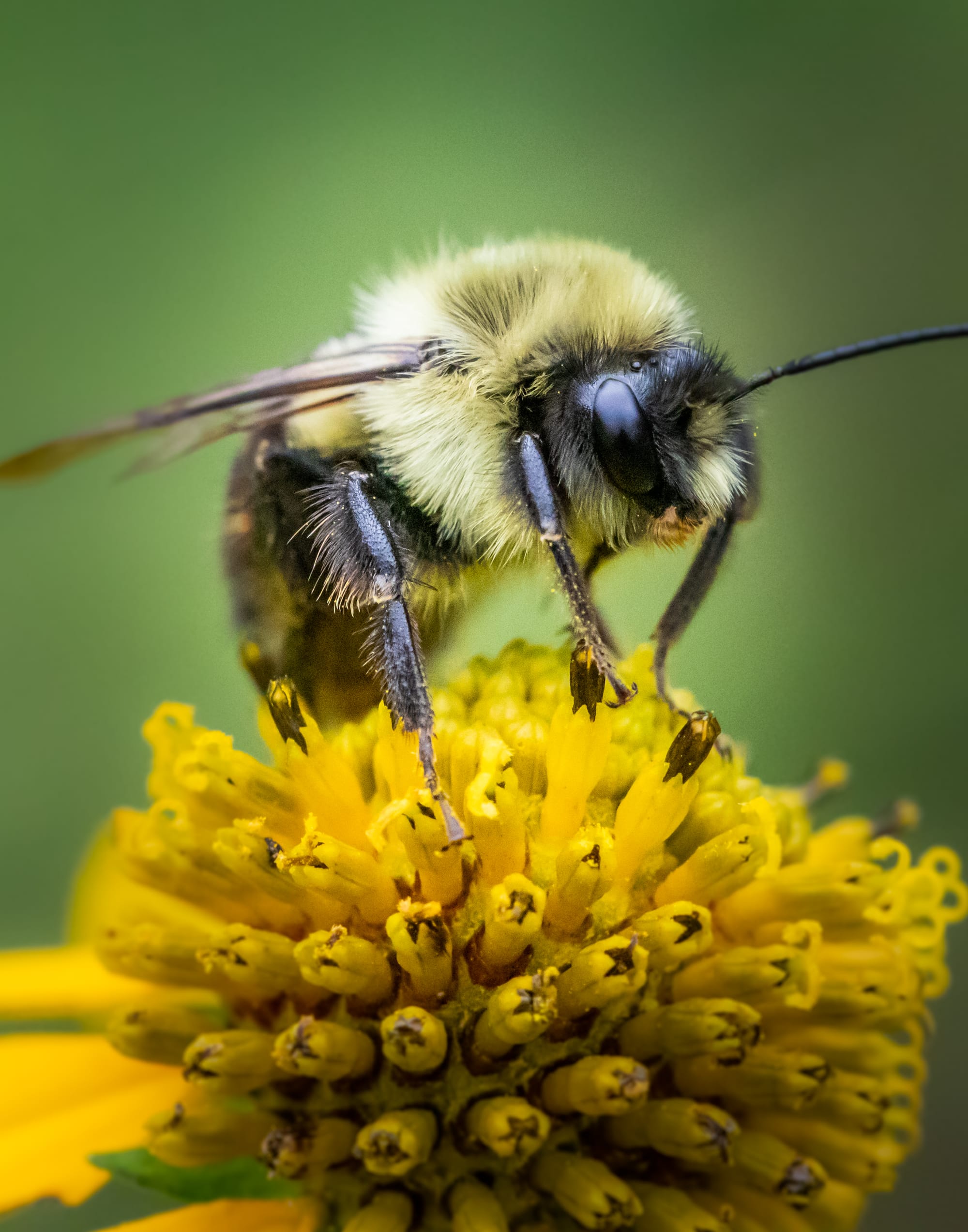 Skapa en bivänlig trädgård: Blommorna som räddar våra pollinatörer