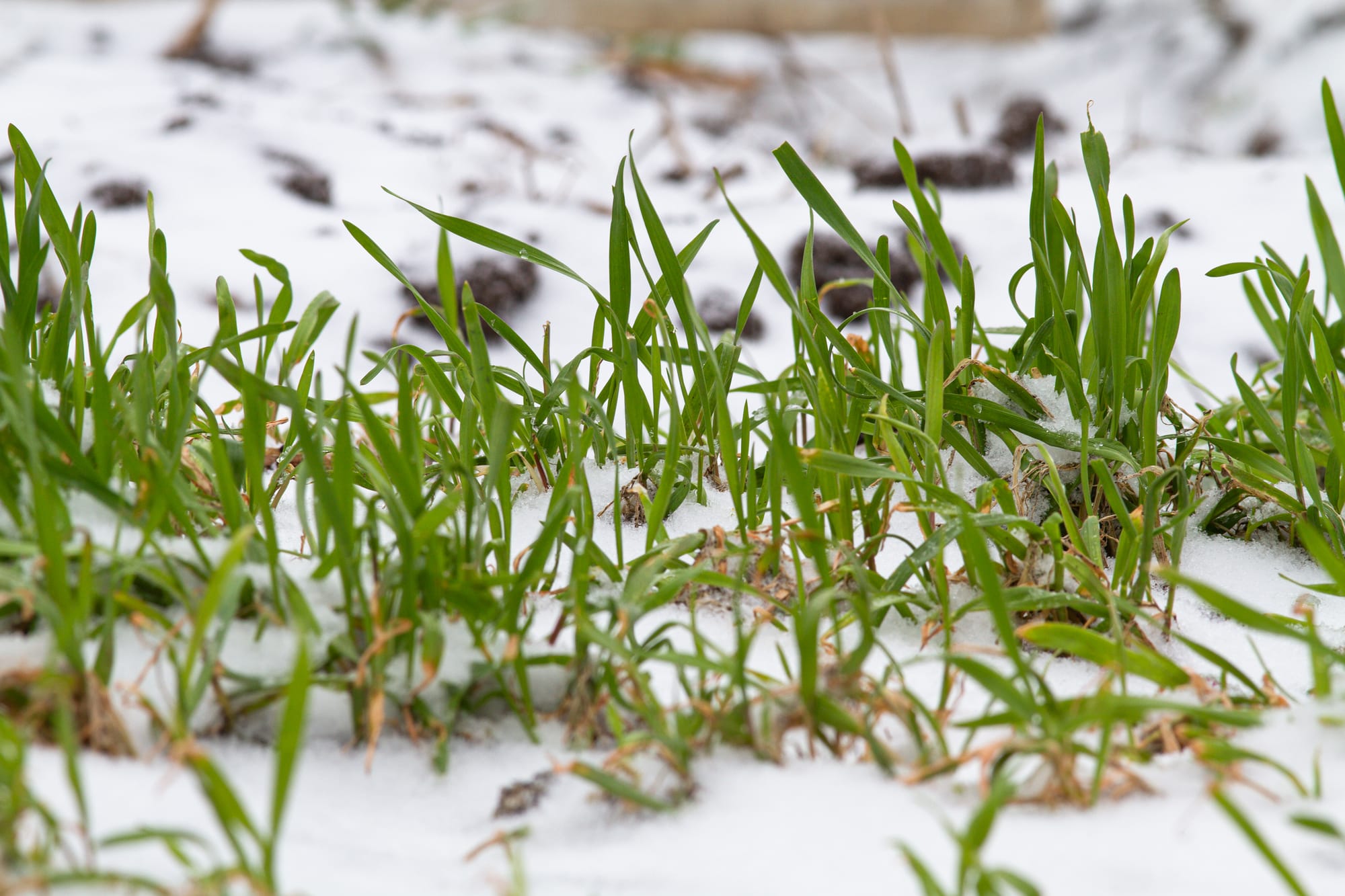 Vintersådd: Så här sår du i plastbackar utomhus under snön