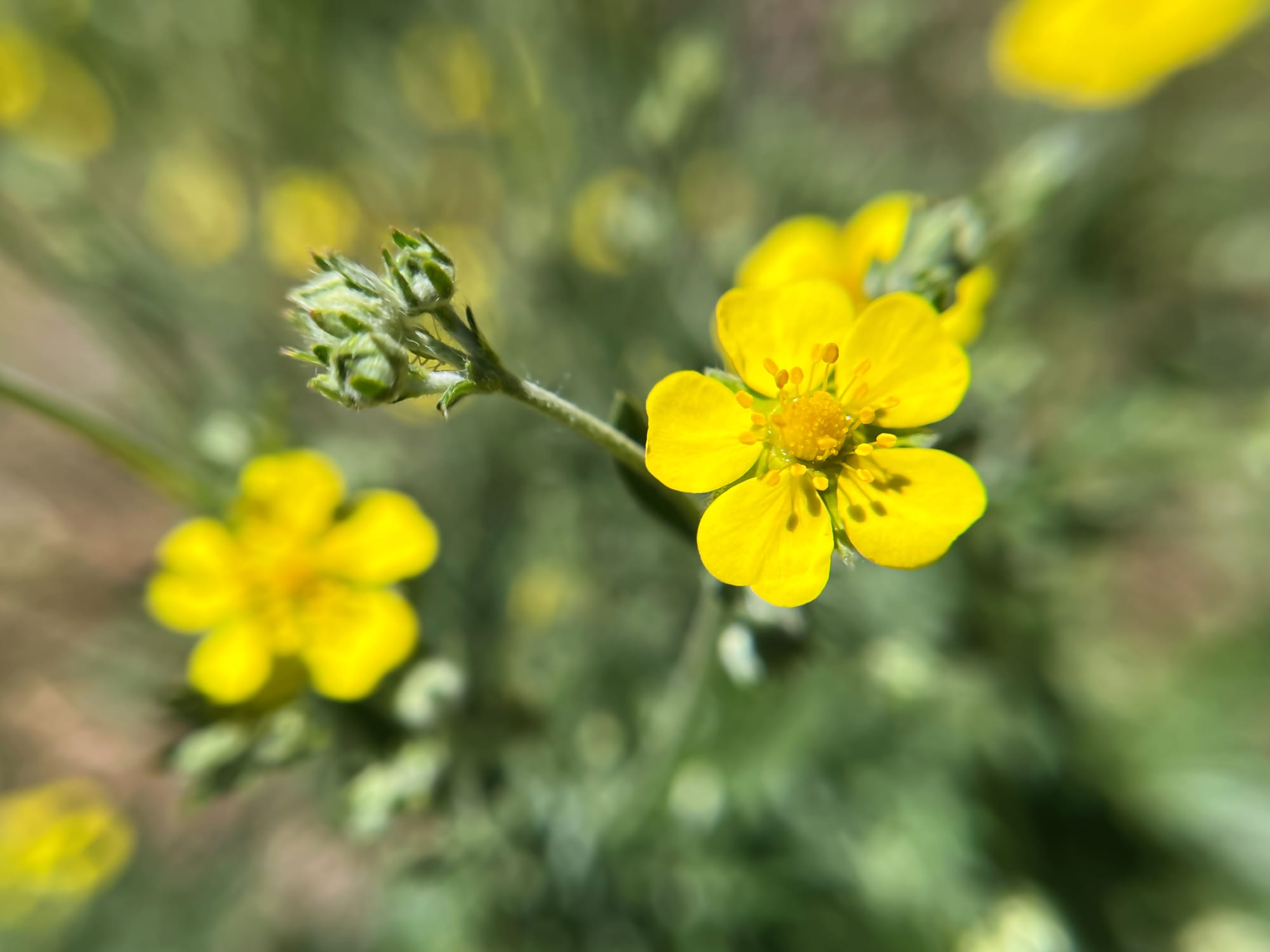 Blodrot (Potentilla erecta): Skogens eget apotek