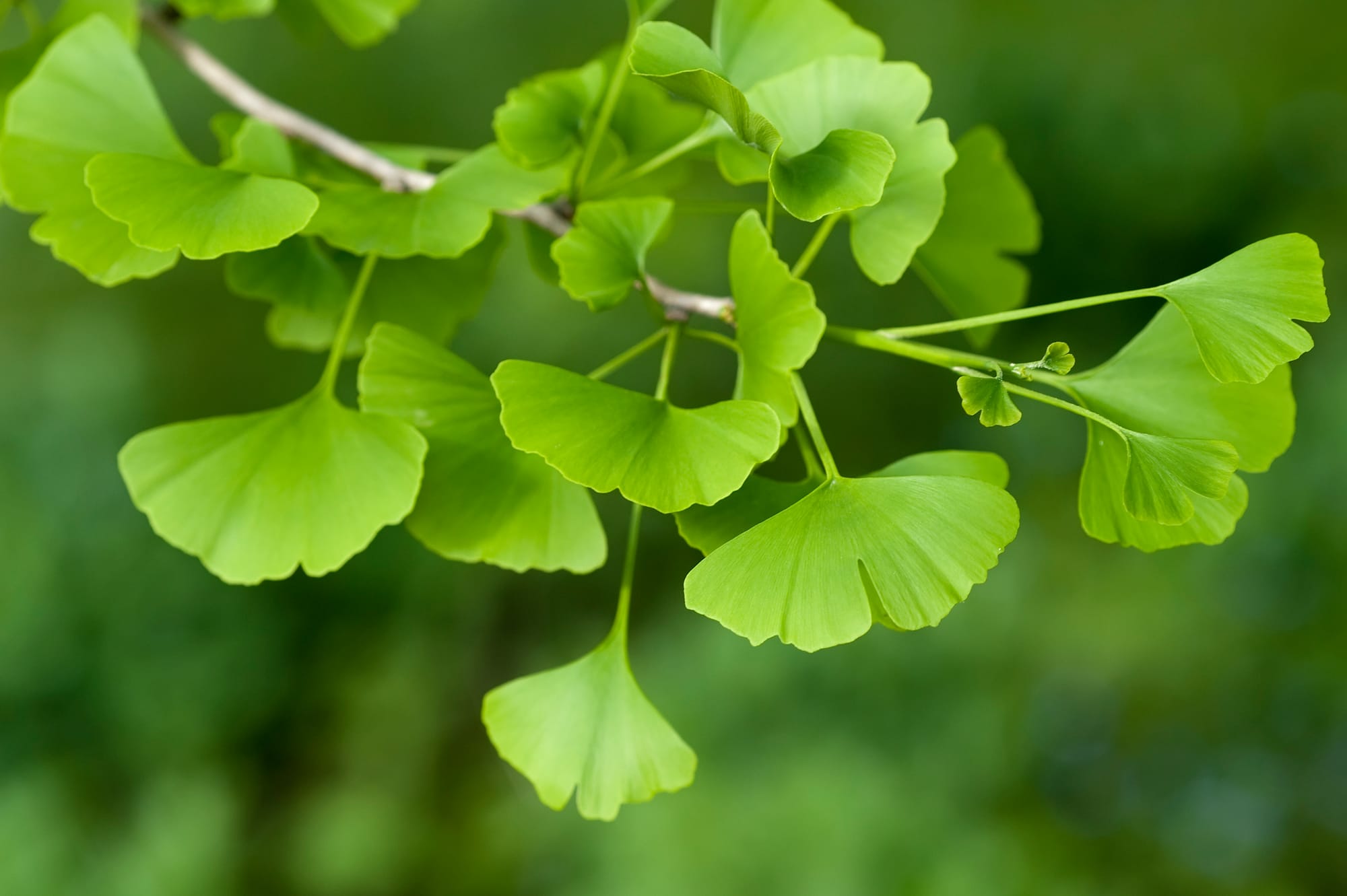 Ginkgo Biloba: Uråldrig visdom för hjärna och cirkulation