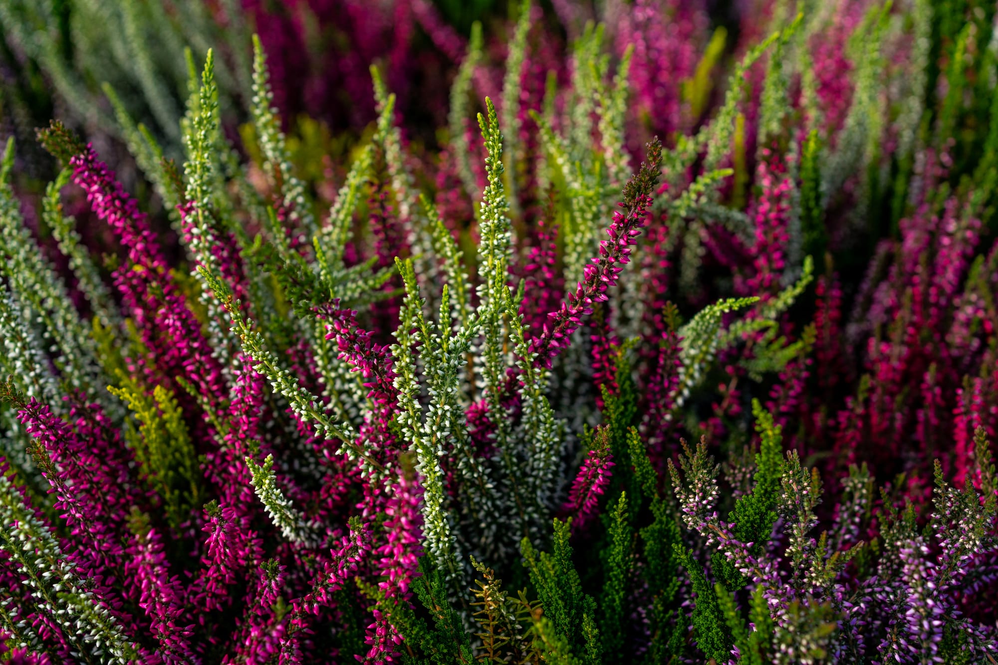 Ljung: Hedens rosa läkare – 80 recept för husapotek, kök och skönhet