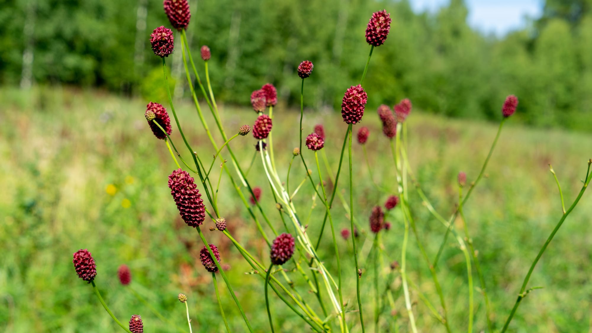 Blodstilla (Blodtopp): Ursprung, folktro och 80 praktiska recept