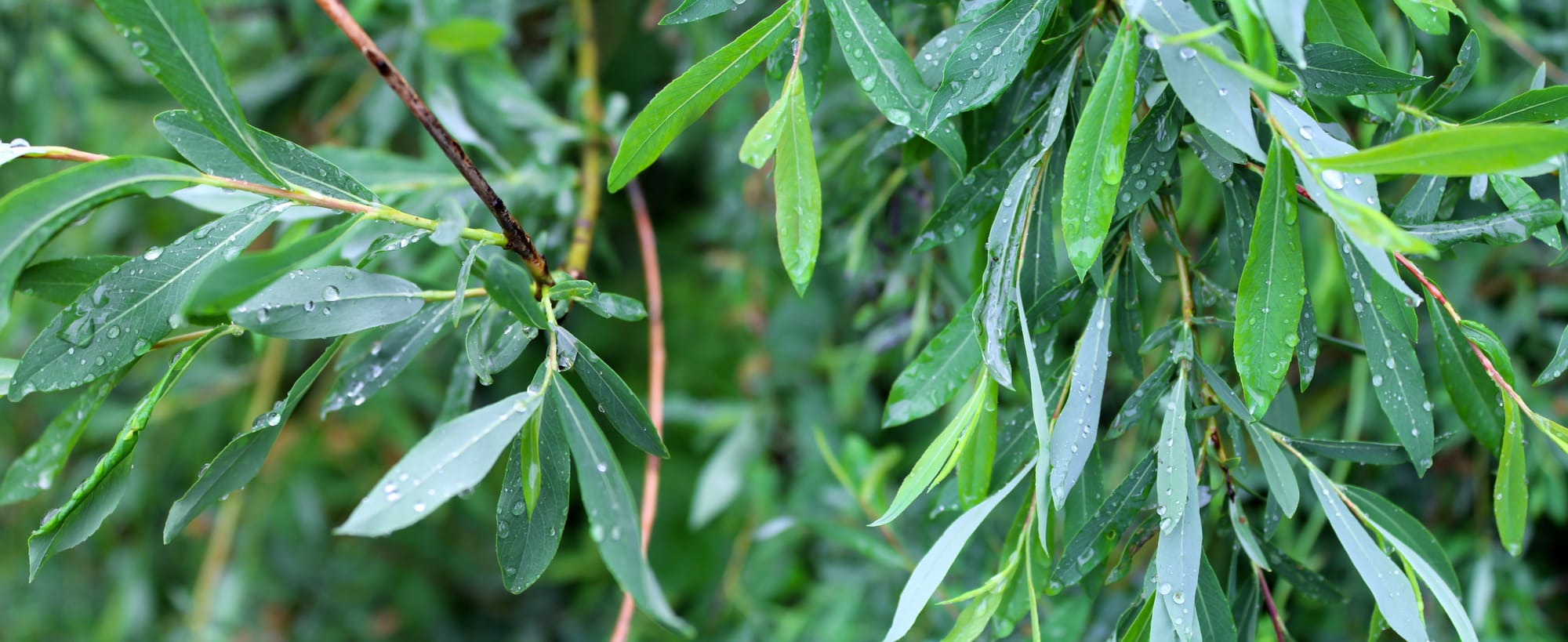 Pil (Salix): Ursprung, mytologi och 80 praktiska recept